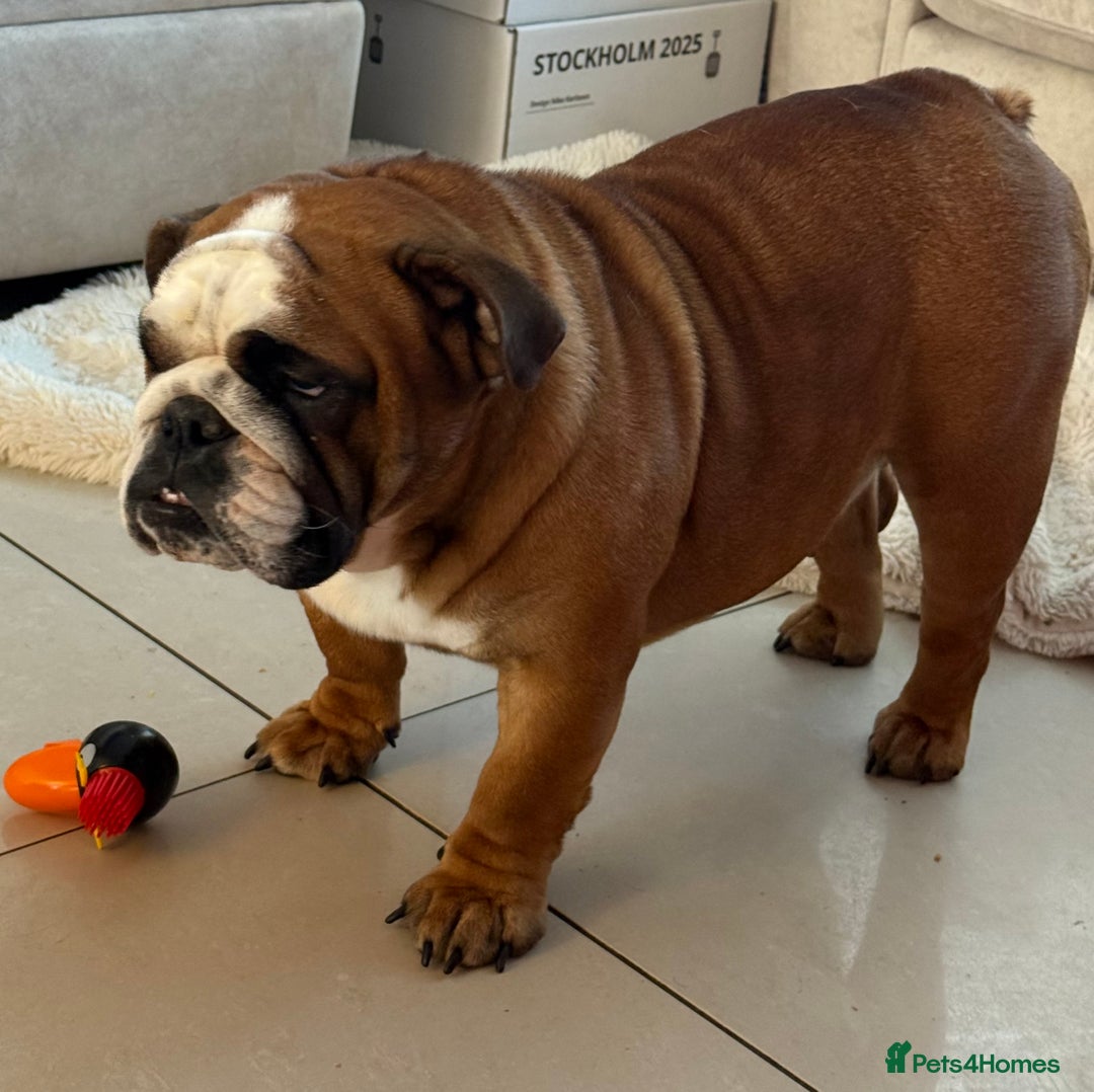 English Bulldog dogs for sale: Bulldog Bitch For Sale - Advert 1