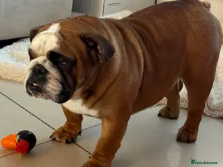 English Bulldog dogs Bulldog Bitch For Sale - Advert 13