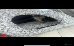 Domestic Shorthair cats for sale: 6 kittens 3 x tabby 3 x black - Image 1