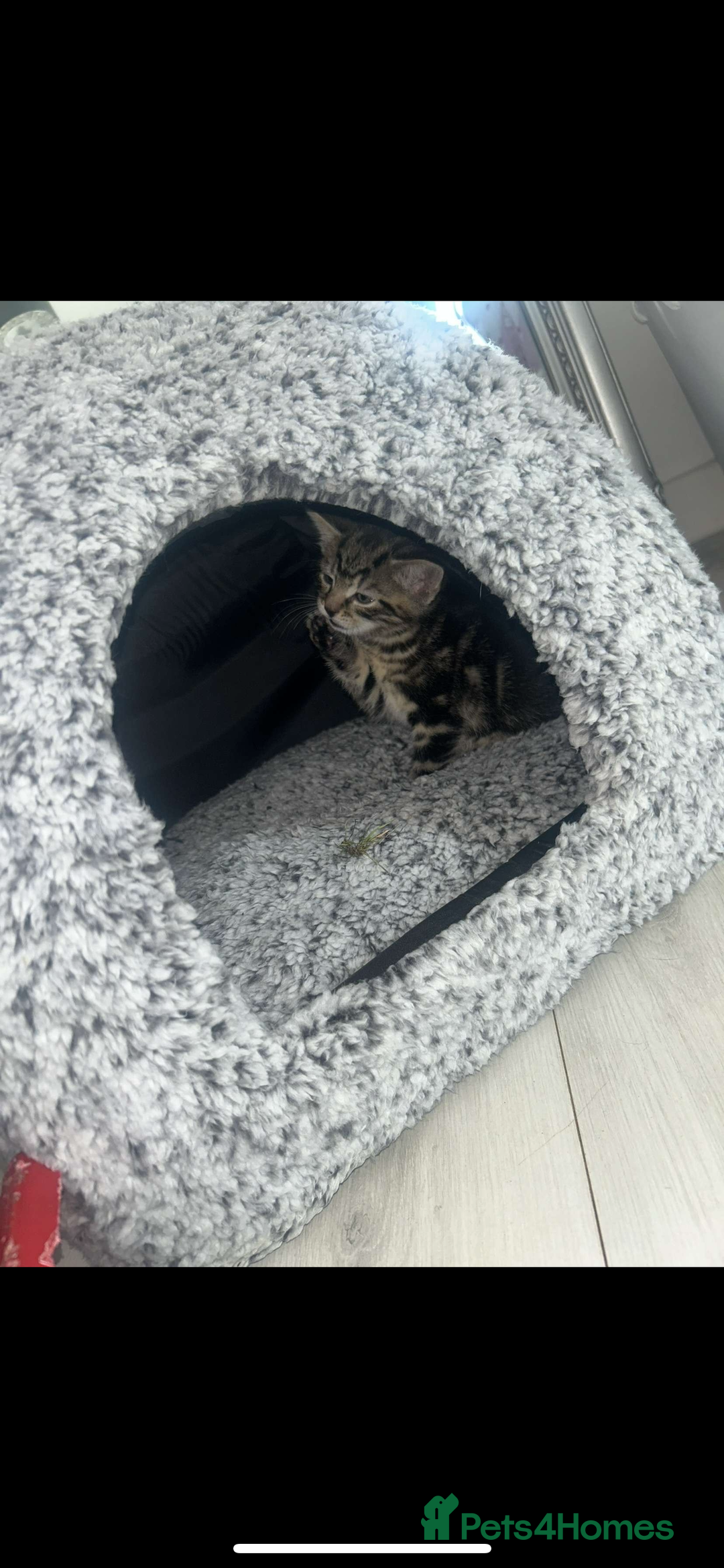 Domestic Shorthair cats for sale: 6 kittens 3 x tabby 3 x black - Image 1