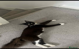 Maine Coon cats for sale: Maine Coon - Image 2