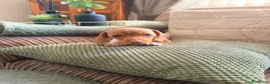 Miniature Dachshund Puppy 3