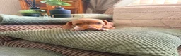 Miniature Dachshund dogs for sale: K.C Miniature Dachshunds Isabella Dapple PRA clear - Advert 3