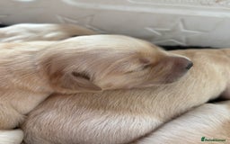 Golden Retriever dogs for sale: Golden retriever puppy Available 🐶🐾🦴  - Image 22