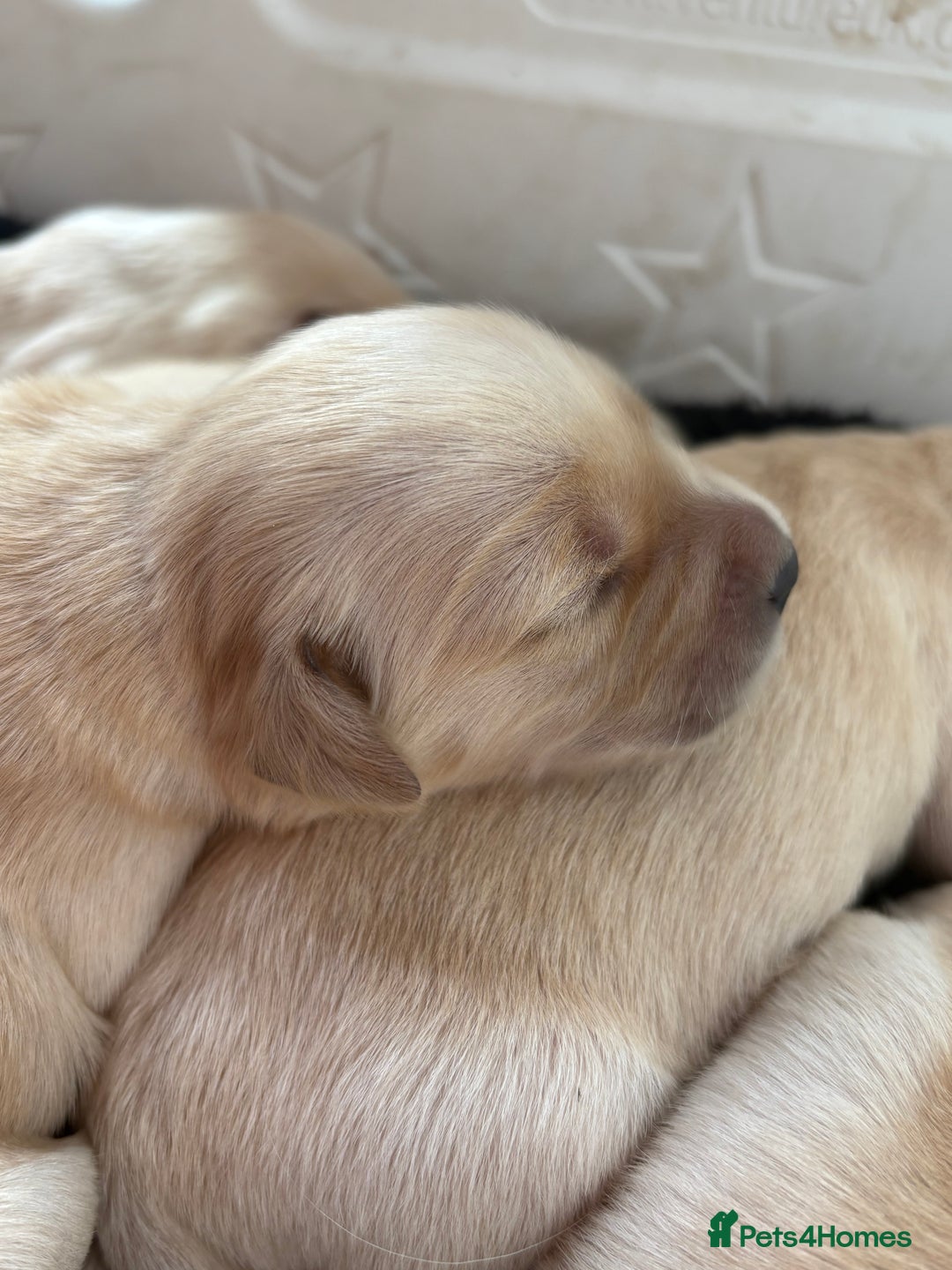 Golden Retriever dogs for sale: Golden retriever puppy Available 🐶🐾🦴  - Image 22