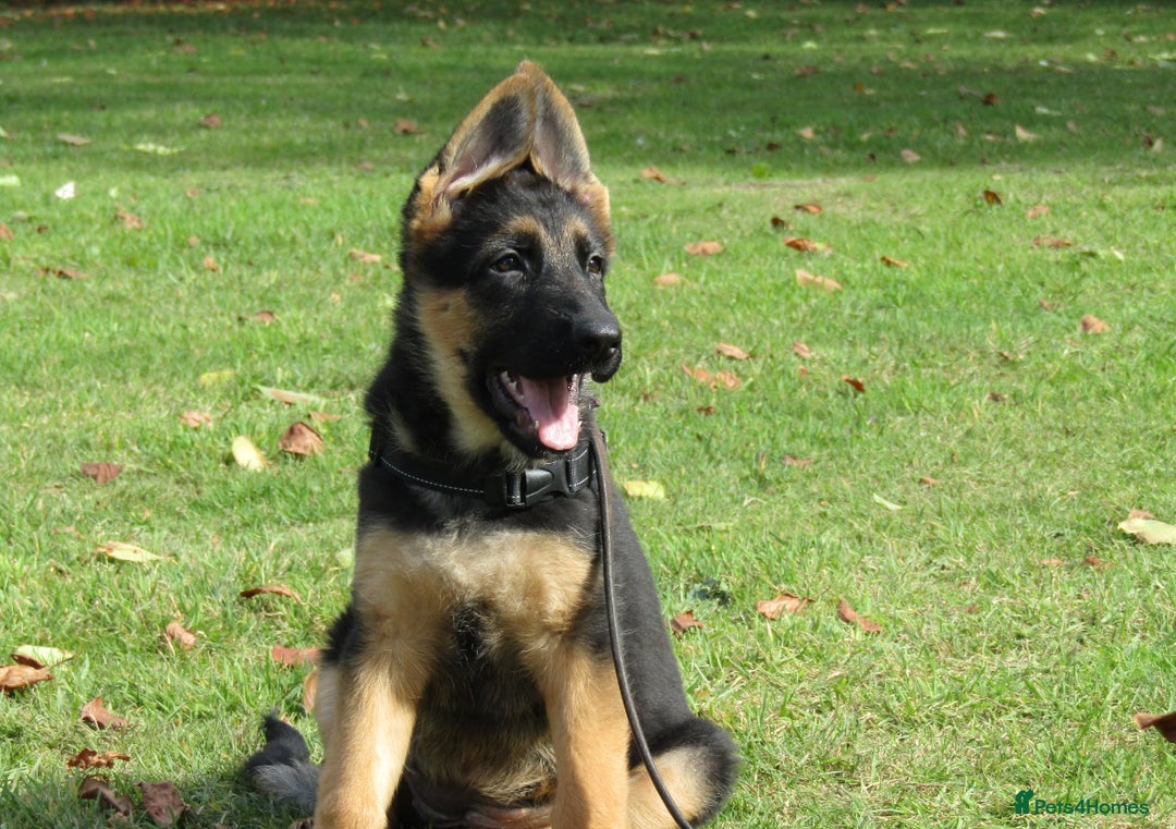 German Shepherd dogs for sale: *Quality GSD puppies for sale - Image 4