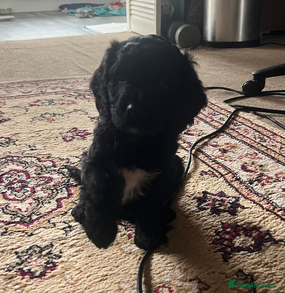 Mixed Breed dogs for sale: Spaniel Puppies For Sale - Advert 8