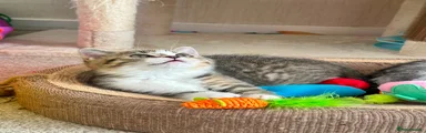 British Shorthair 1