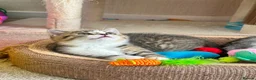 British Shorthair cats for sale: British short hair kitten🥰❤️ - Advert 8
