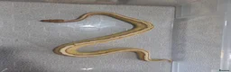 Python Snake reptiles for sale: Royal Python collection in Blackburn - Advert 11