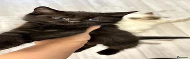 Ragdoll 1