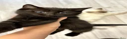 Ragdoll cats for sale: Kittens mix of Ragdoll and York chocolate.🐈‍⬛🐾 - Advert 4