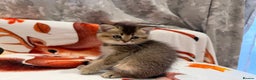 Scottish Fold cats for sale: Purrfect kitten  - Advert 6