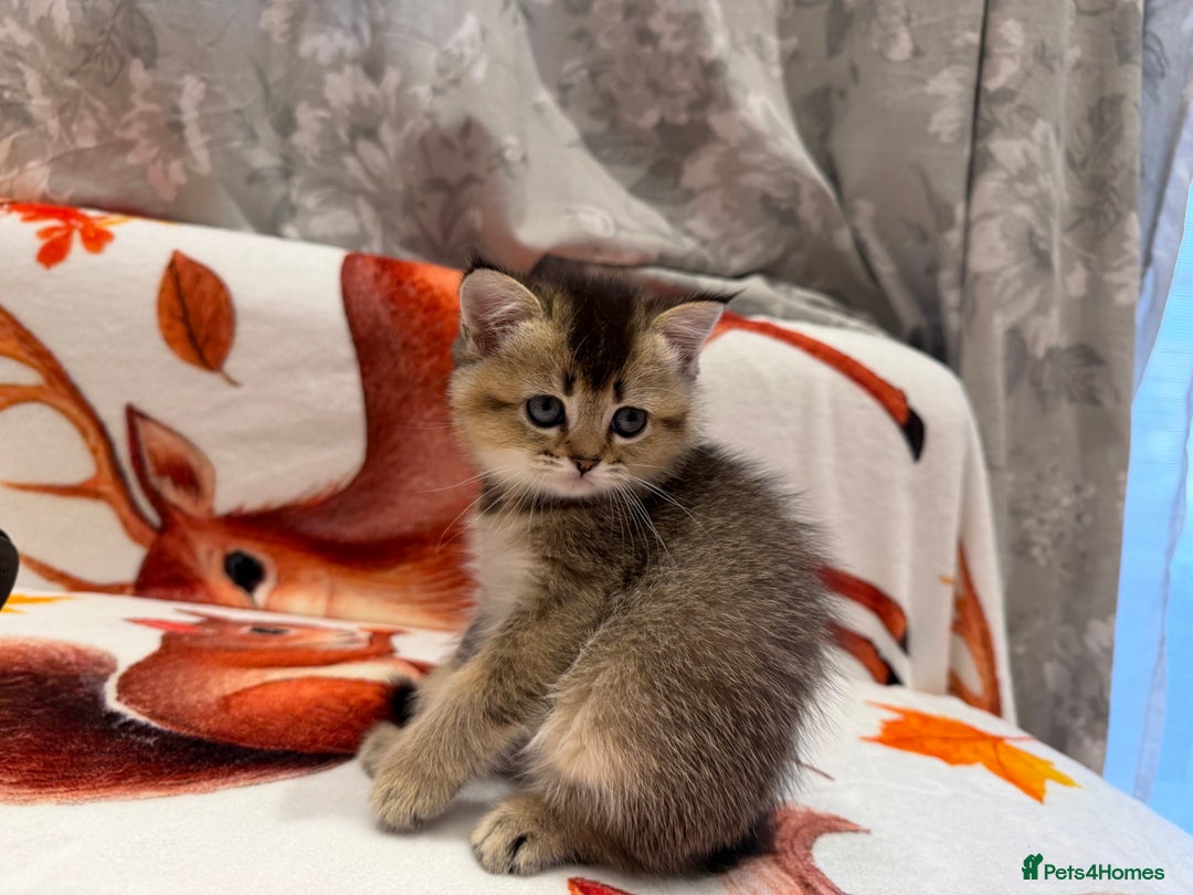 Scottish Fold cats for sale: Purrfect kitten  - Advert 6