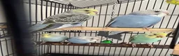 Budgerigars birds for sale: Budgies for Sale 🦜 - Advert 2