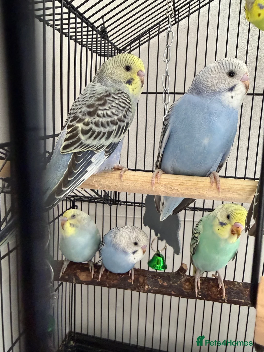 Budgerigars birds for sale: Budgies for Sale 🦜 - Advert 2