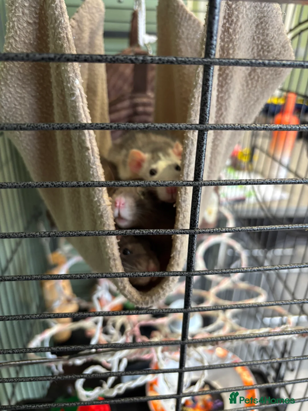 Rat rodents for sale: Gorgeous Girls - Advert 1