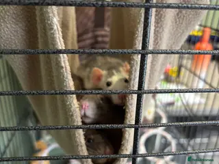 Rat rodents Gorgeous Girls - Advert 4