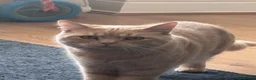 British Shorthair cats for sale: British short hair  in Bradford - Advert 3