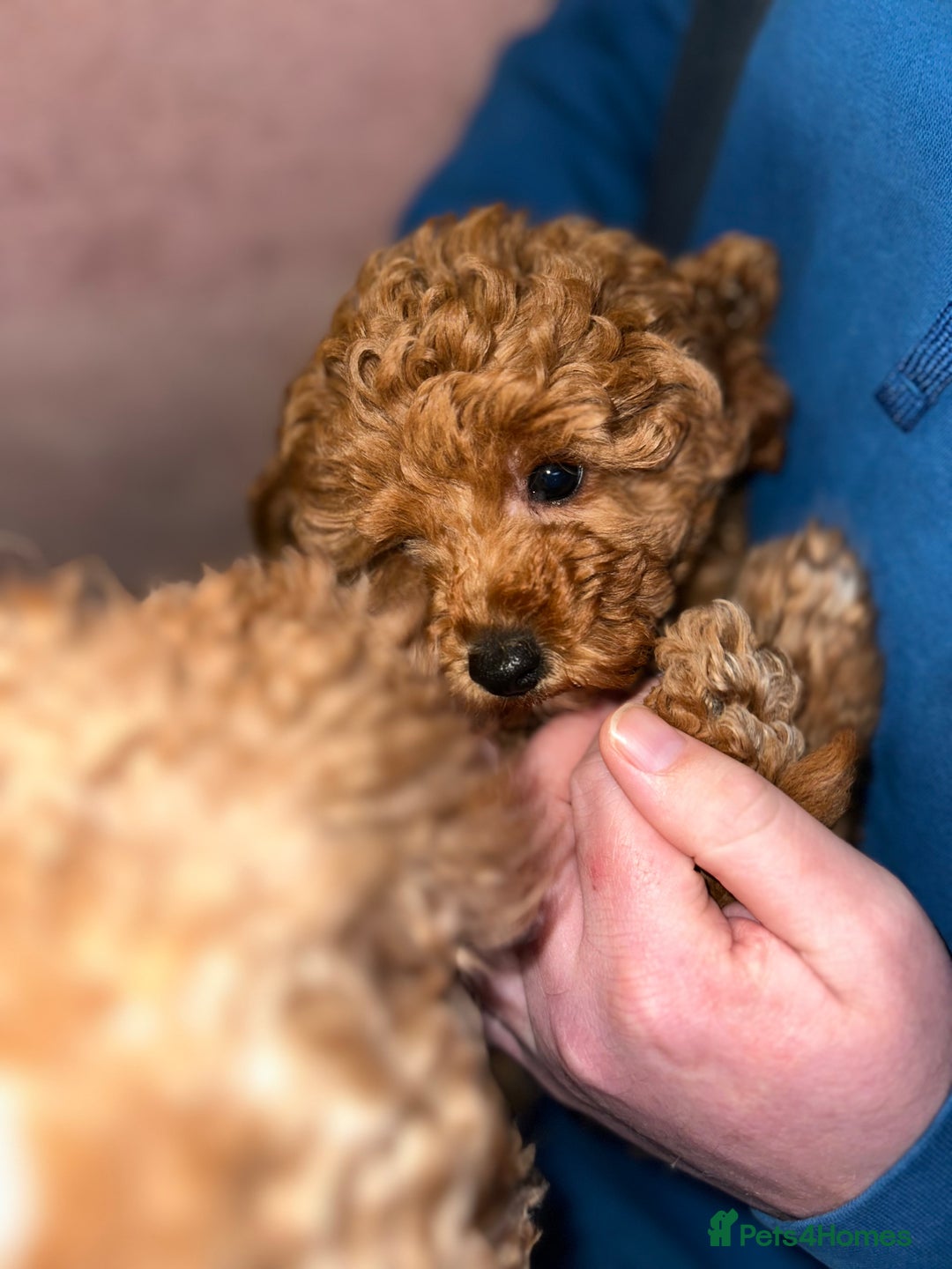 Toy Poodle dogs for sale: Toy poodle puppy - Advert 5