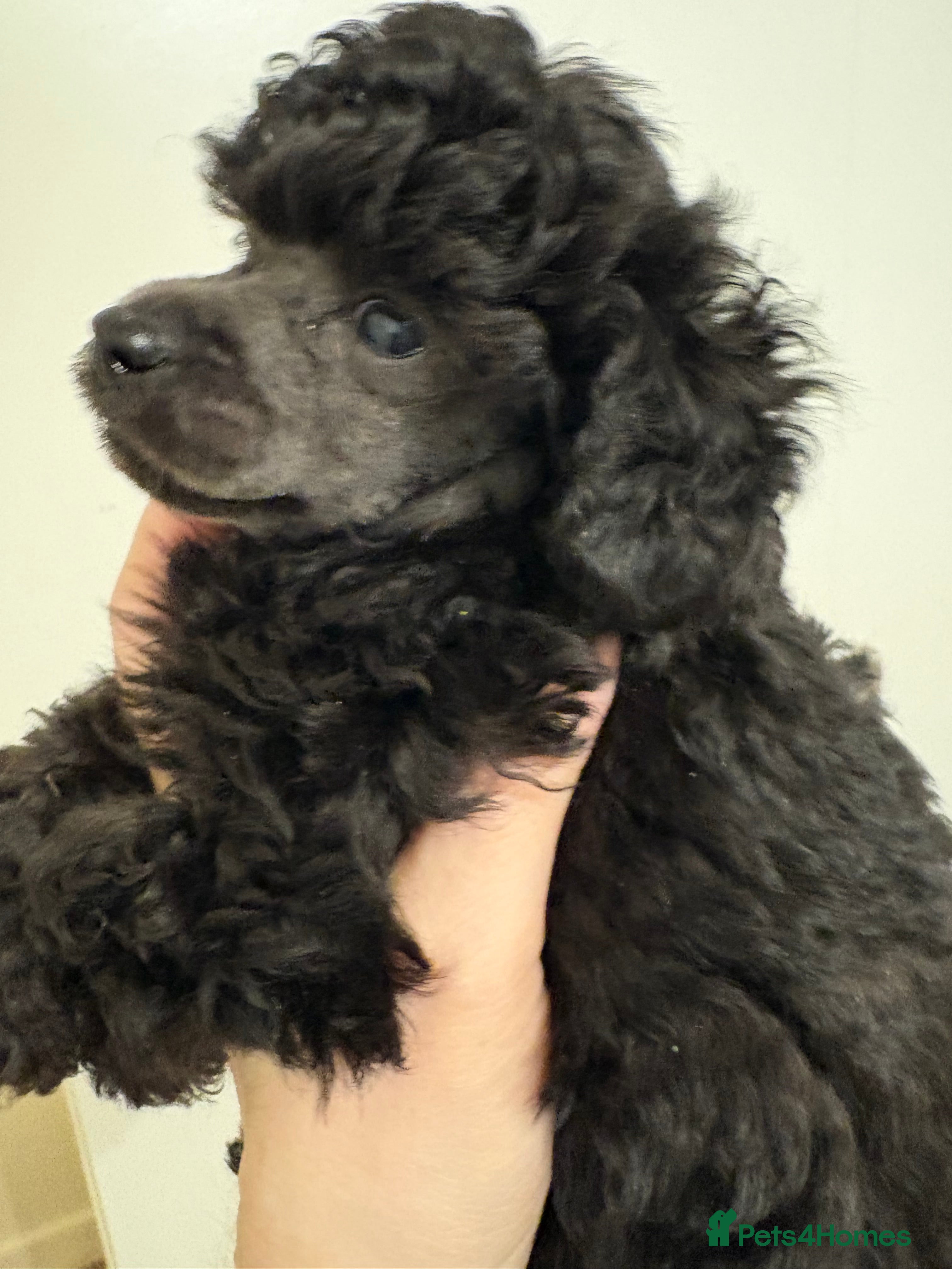 Toy Poodle dogs Beautiful KC Registered Toy Poodle Puppies - Advert 2