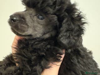 Toy Poodle dogs Beautiful KC Registered Toy Poodle Puppies - Advert 4