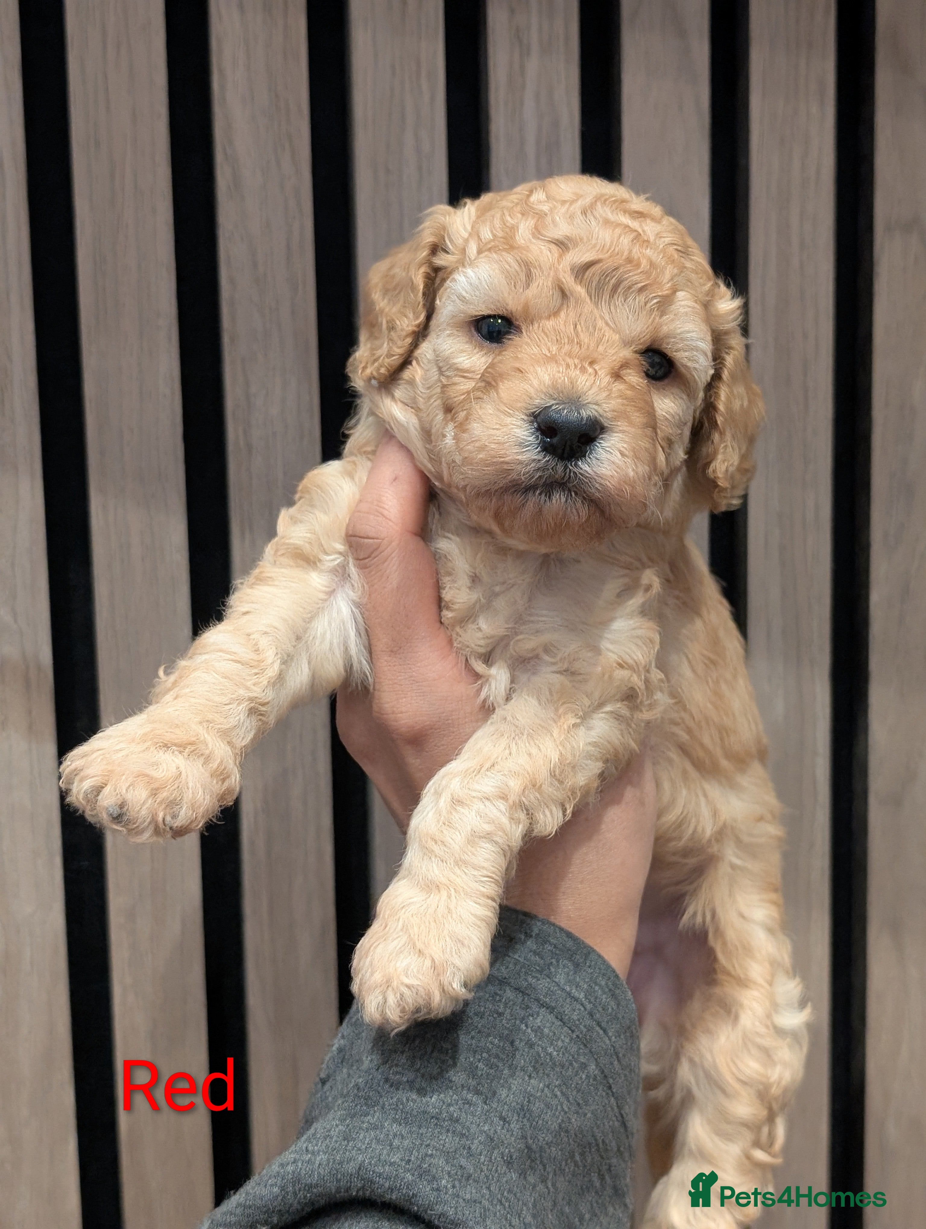 Goldendoodle dogs Miniature goldendoodle puppies   - Advert 18