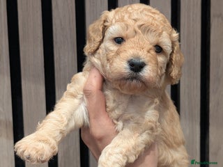 Goldendoodle dogs Miniature goldendoodle puppies - Advert 18