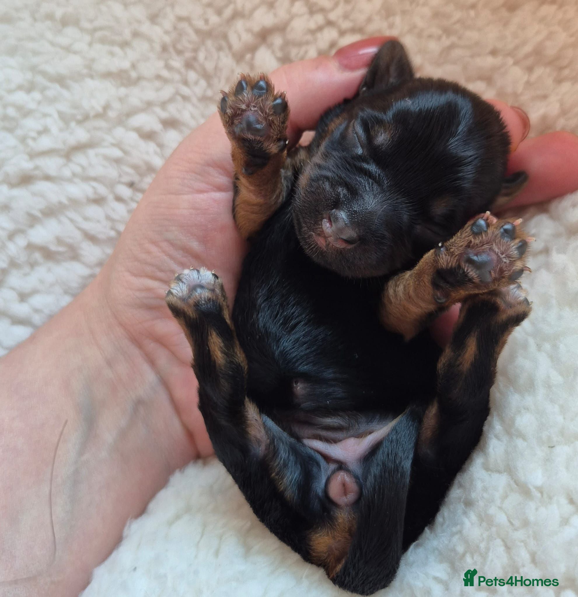 Yorkshire Terrier dogs Gorgeous Lilliputian Yorkies available  - Advert 2
