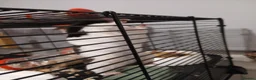 Hamster rodents for sale: Young female syrian hamster for sale  in Ilkeston - Advert 11