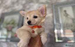 Chihuahua dogs for sale: Chihuahua x Italian volpino (5 puppies left ) 🏆 - Image 24