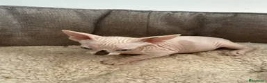 Sphynx 3