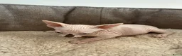 Sphynx cats for sale: Beautiful baby sphynx  in Uttoxeter - Advert 3