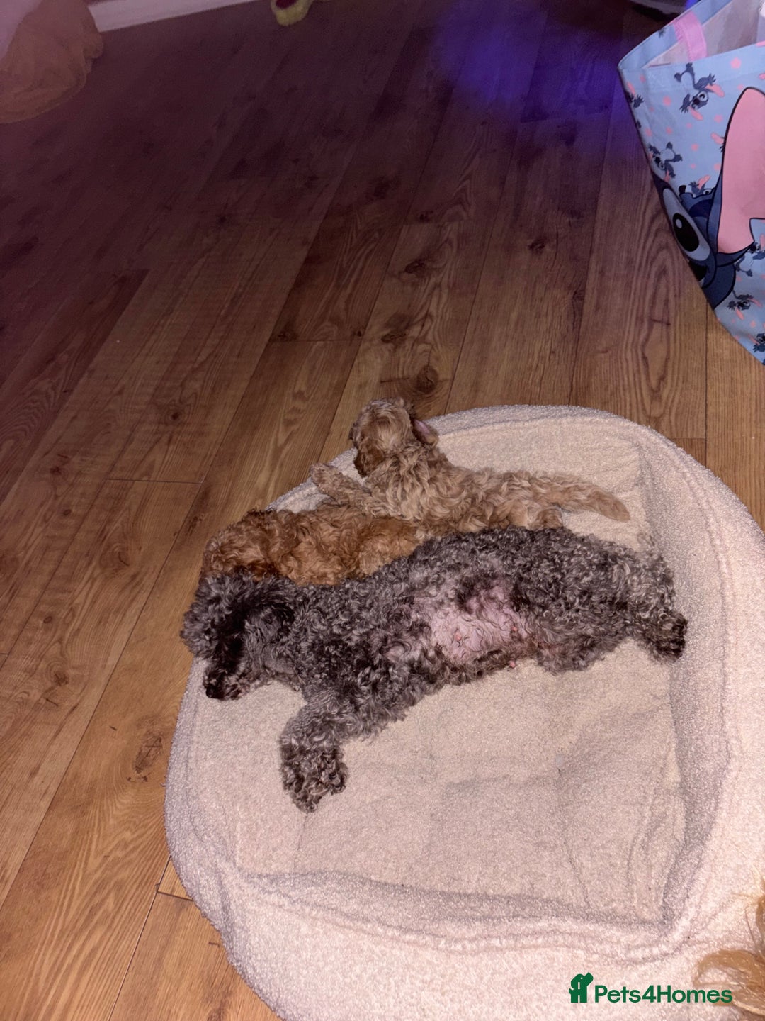 Toy Poodle dogs for sale: Toy puddles  - Advert 11