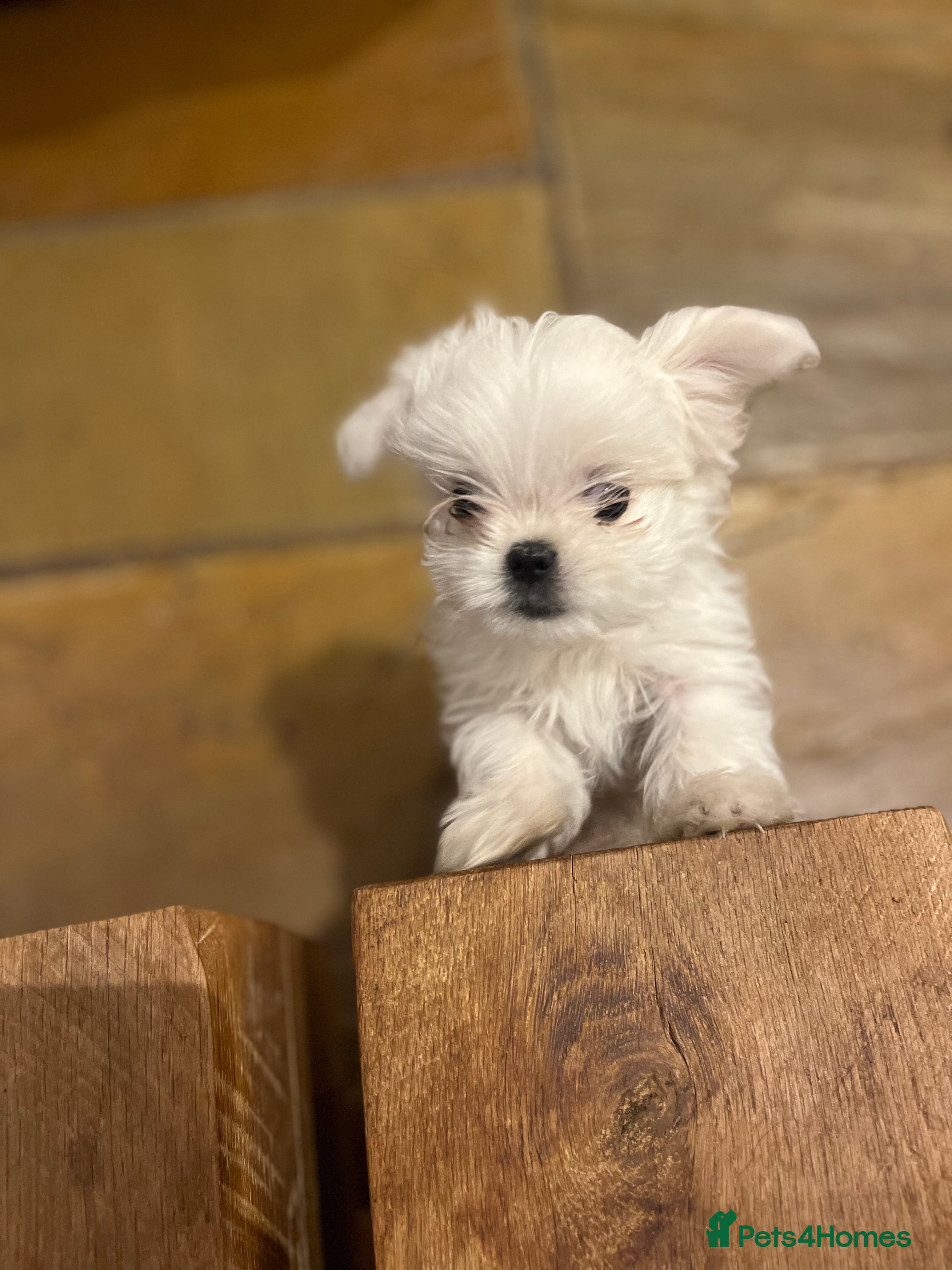 Maltese dogs Meet Your Little Heart Melters ❄️ - Advert 12