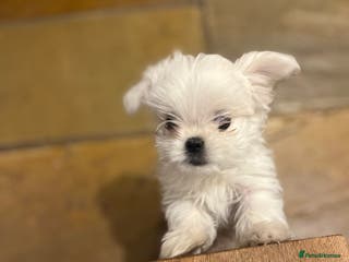 Maltese dogs Meet Your Little Heart Melters ❄️ - Advert 4