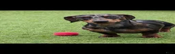 Miniature Dachshund dogs for sale: 3 year old Male Mini Daschund for rehoming  - Advert 2