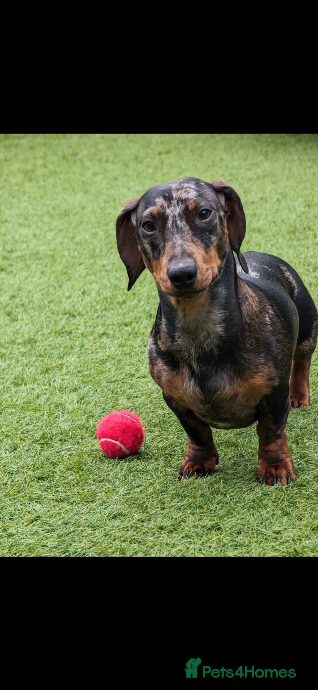 Miniature Dachshund dogs for sale: 3 year old Male Mini Daschund for rehoming  - Advert 2