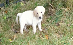Labrador Retriever dogs for sale: Gorgeous Labrador puppies for sale  - Image 8