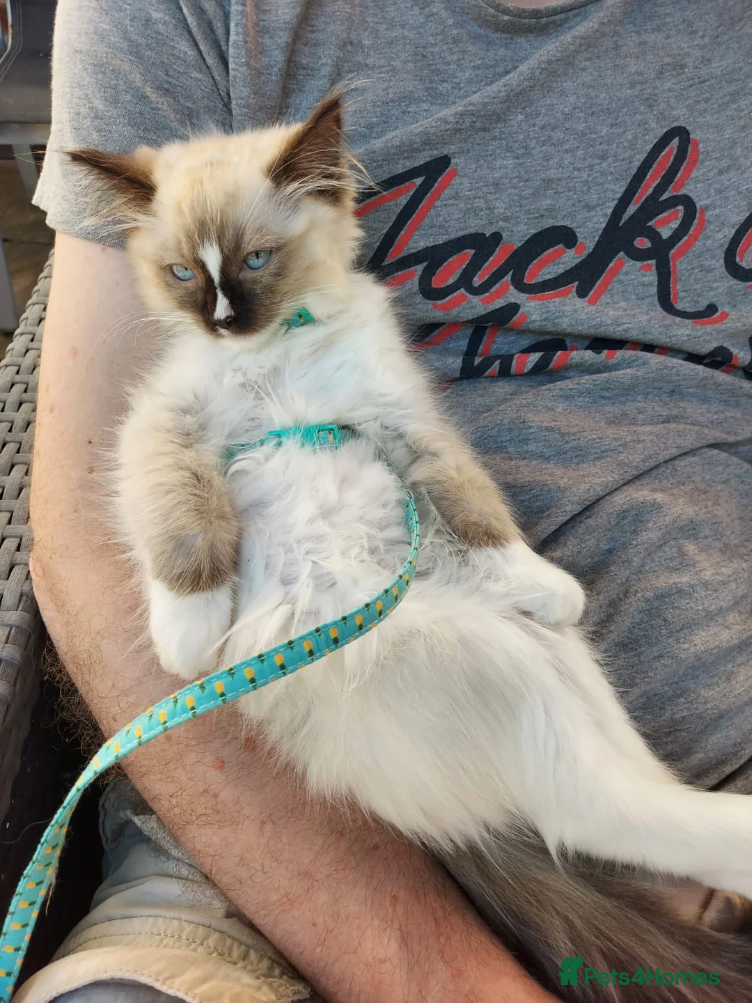 Ragdoll cats for stud: TICA/GCCF Active The famous ROMEO Blue Point STUD! in Tipton - Advert 10