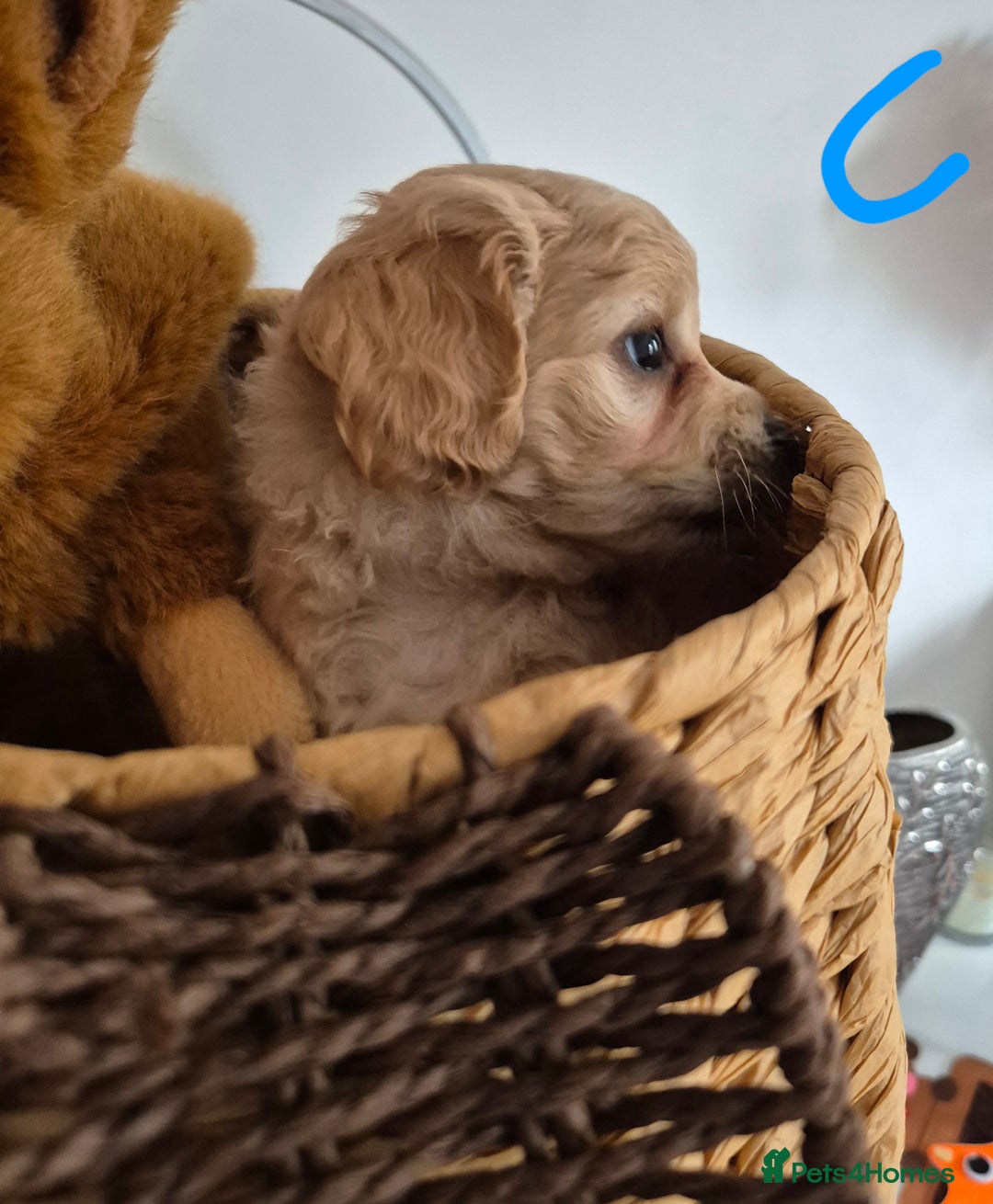 Mixed Breed dogs for sale: F1 Cockapoo and Maltipoo hybrid - Image 17