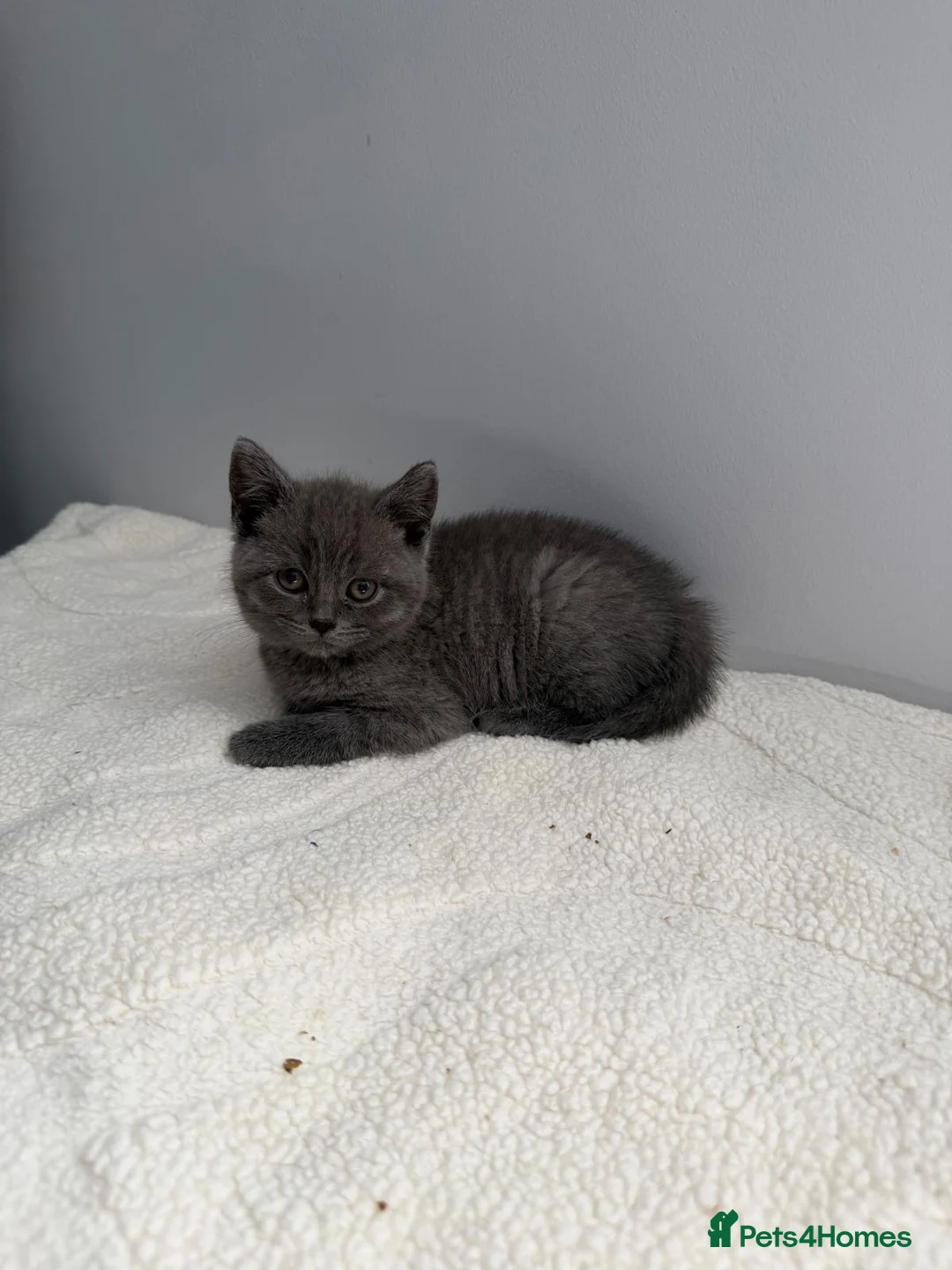 British Shorthair cats for sale: British Blue Shorhair Kittens  - Advert 2