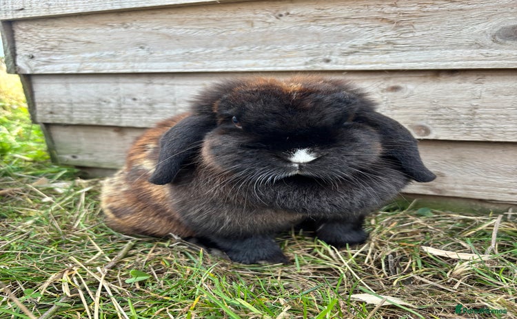 Mini Lop rabbits - Advert 2