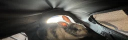 Mixed Breed rabbits for sale: Rabbit for Rehoming  - Advert 2