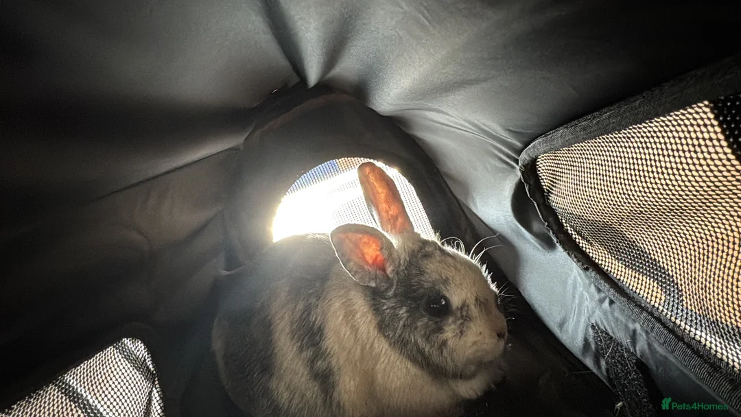 Mixed Breed rabbits for sale: Rabbit for Rehoming  - Advert 2