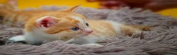 Mixed Breed cats for sale: Orange / ginger male kittens  in Stonehouse - Advert 9