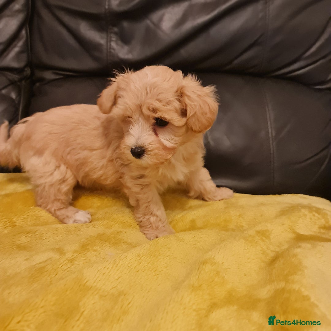 Maltipoo dogs for sale: Maltipoo puppies for sale - Image 19