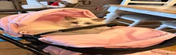 Ragdoll cats for sale: Rehousing kitten ragdolls stunning blue eyed males - Advert 7