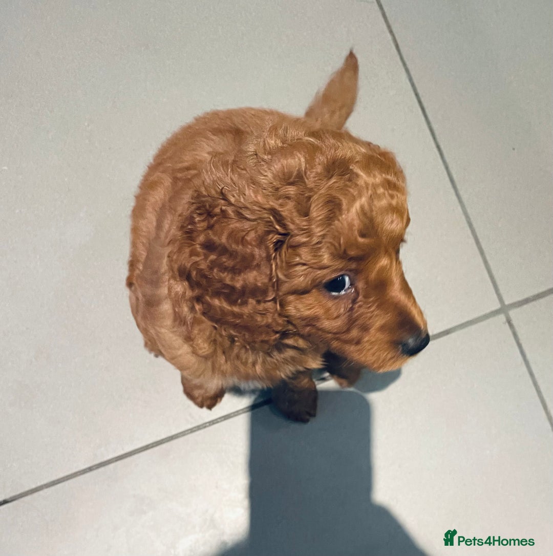 Mixed Breed dogs for sale: Out standing Labradoodle from a loving home  - Image 12