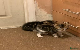 British Shorthair cats for sale: 2 boy kittens ready for there new home - Image 7